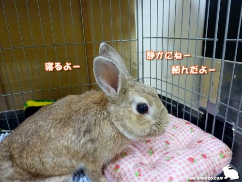 寝るよー静かにねー