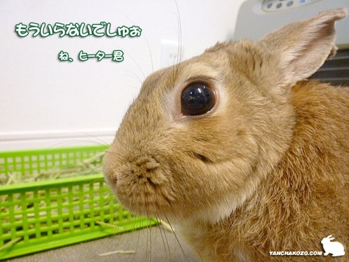 もういらないでしゅ