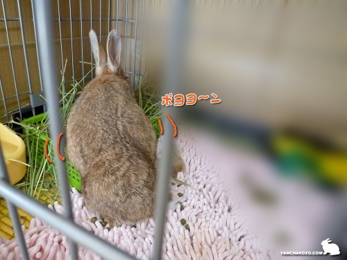 ポヨヨ～ンなお腹