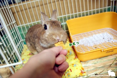 あむっ
