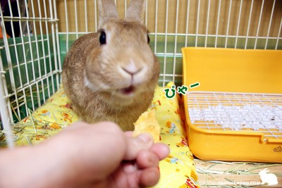 ぴゃー