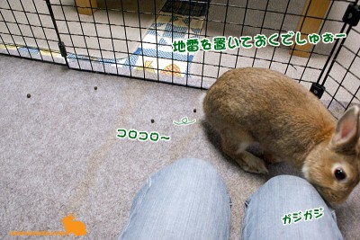 ●ばら撒き齧り