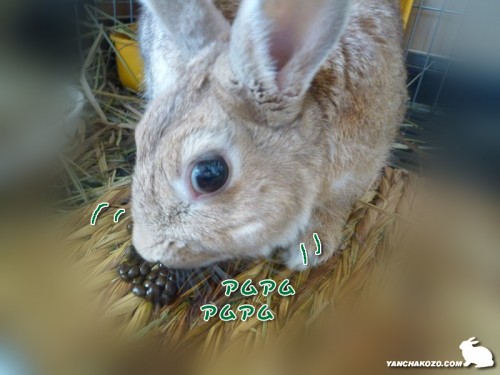 アムアム食べる