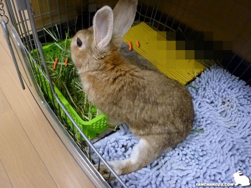 美味しくもしゃもしゃ