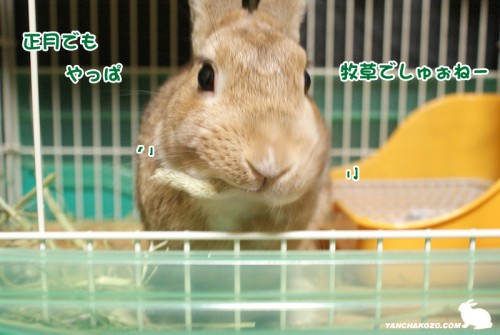 正月も牧草