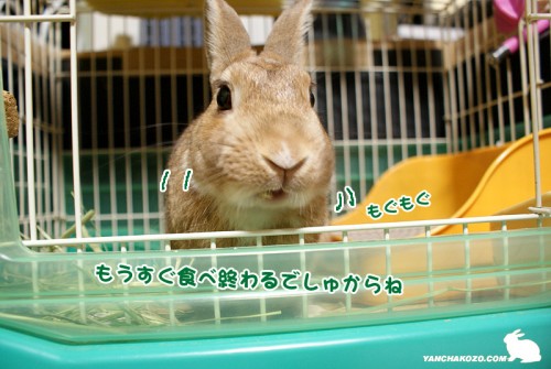 もうすぐ終わりましゅから