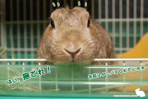 今年も撫でれうさぎ