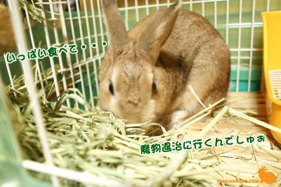 魔物退治に行くでしゅぉ