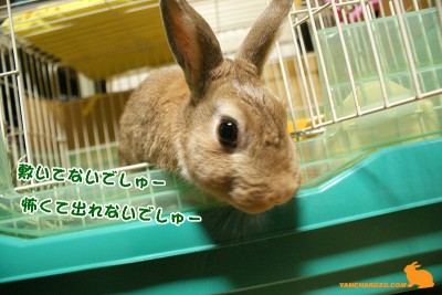 敷いてないでしゅー