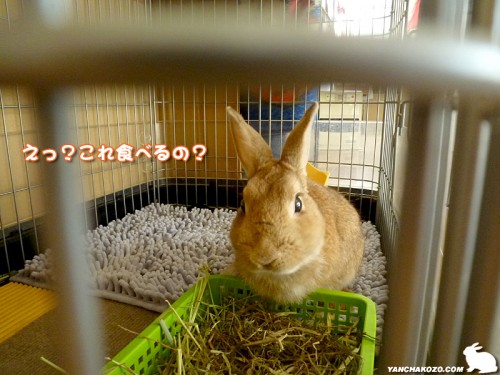 これ食べるの?