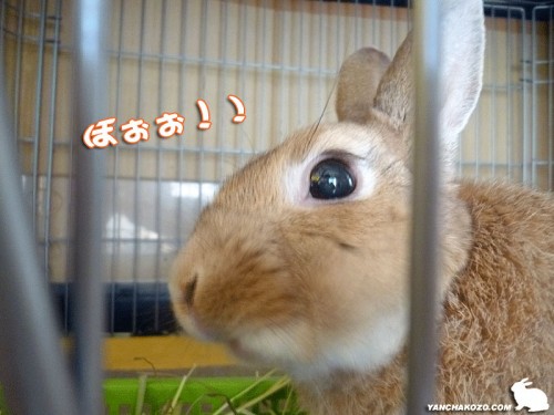 ほぉぉ!