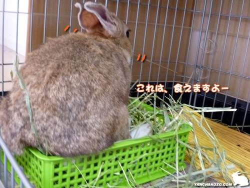 これは、食えます