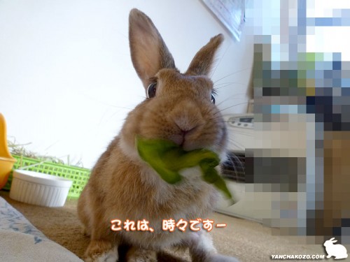 時々だけど