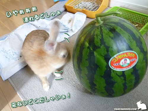 スイカに襲われる?