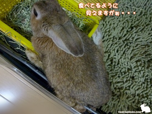 食べてません