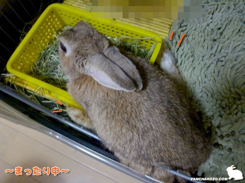 開脚座り