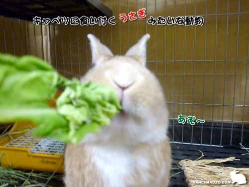 うさぎに見えないうさぎ