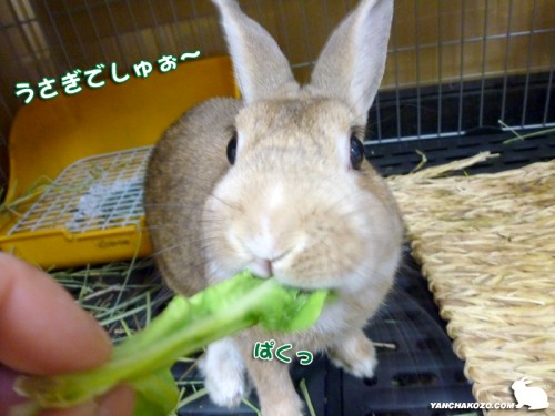 自己申告、うさぎです