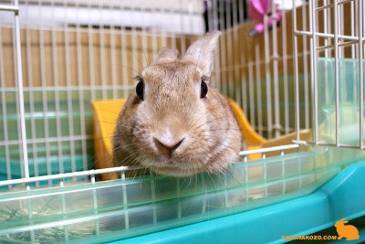 訂正しゅるでしゅ