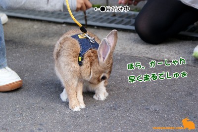 かーしゃん走れ