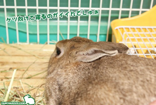 ケツ向けうさぎ