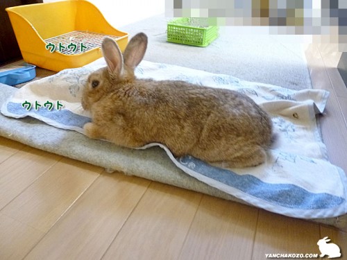 ウトウト・・・