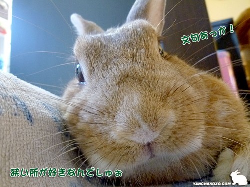 文句あっか！