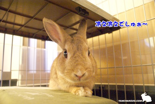 冷え冷えは気持ちイイでしゅぉ