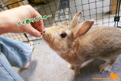 ワイルドストロベリーくんくん