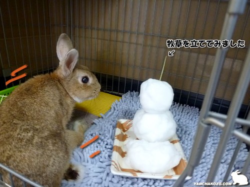 雪だるまとちょこっぺ
