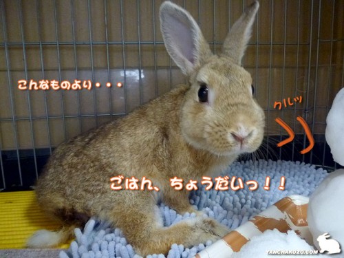 ごはんちょうだい！