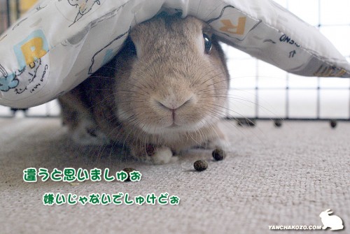 嫌いじゃないけどぉ