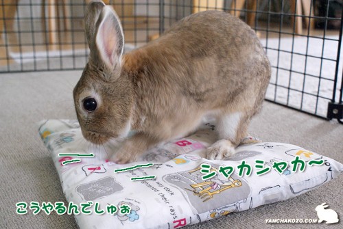 こうやるんでしゅぉ