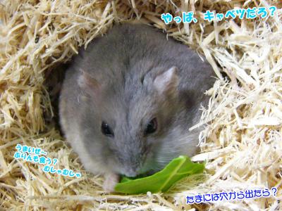 GOO穴で食べる