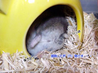 GOO丸見え