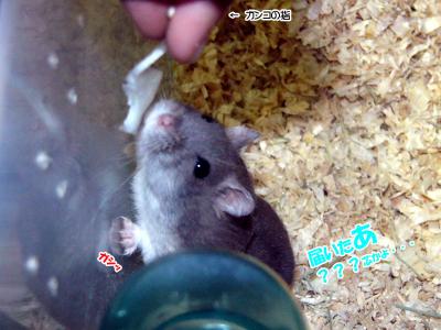 GOO＆ガンコ03