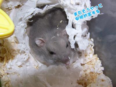 ぐーさん起す02