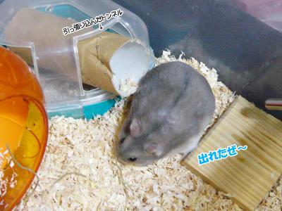 ぐーさん改築工事