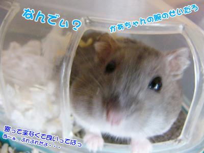 ぐーさん、呼んでない