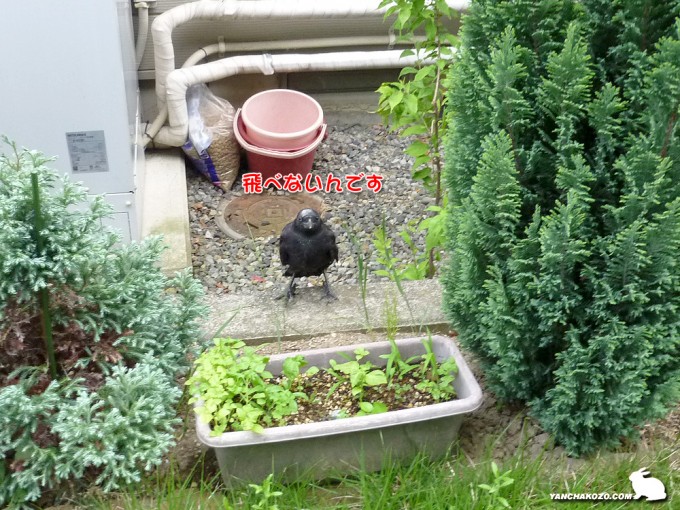 飛べないカラス