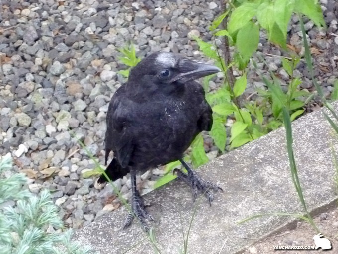 迷子のカラス