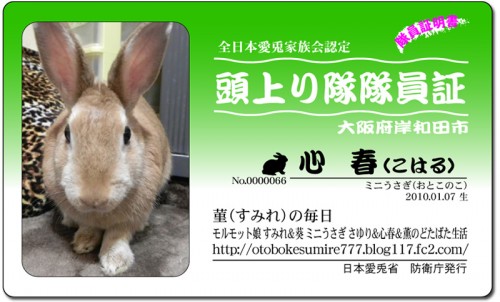 頭上がり隊-心春(こはる) 頭上がり隊-心春(こはる)