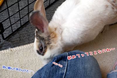 舐めぷりん 舐めぷりん