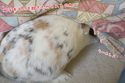 ぷりん飽きたら潜る ぷりん飽きたら潜る