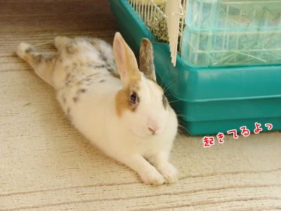 ぷりん起きてる