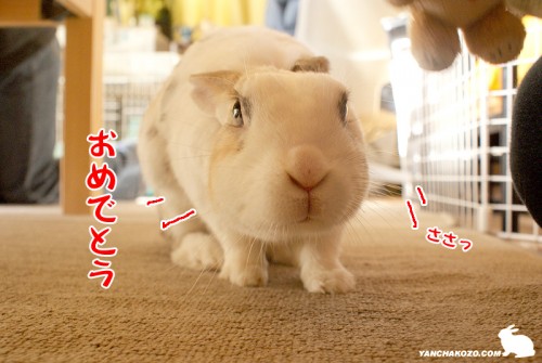 やっぱり下で