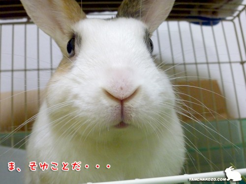 そゆことで・・・