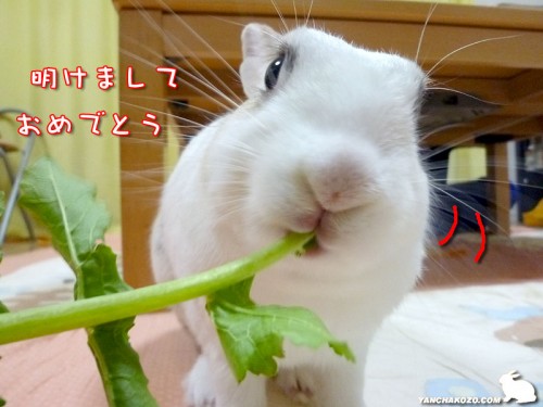 ぷりんあけおめ