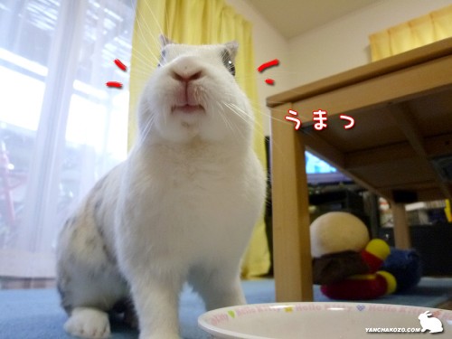 うまっの満足顔