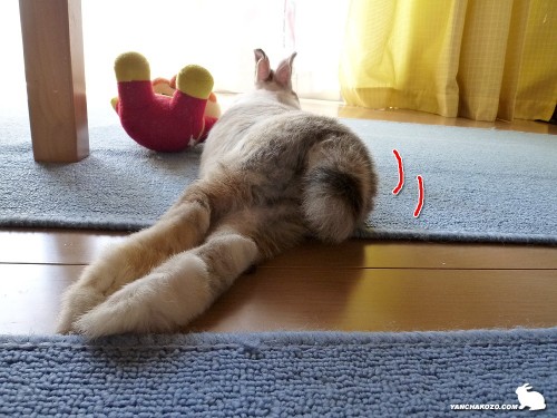 くぃくぃ